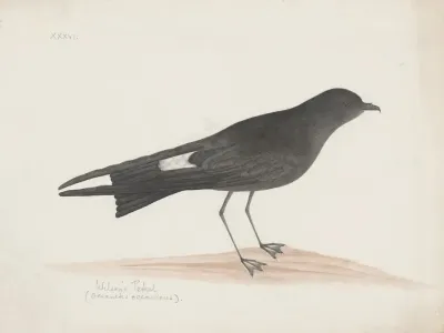 Indian Birds Pl 36