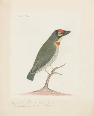 Indian Birds Pl 37