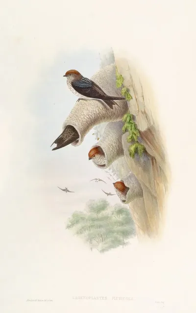 Indian Cliff Swallow