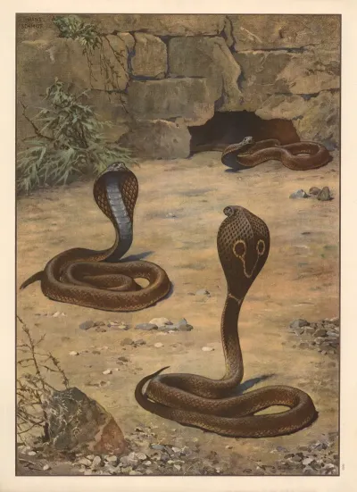 Indian Cobra