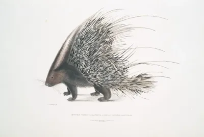 Indian Crested Porcupine Histrix Cristata