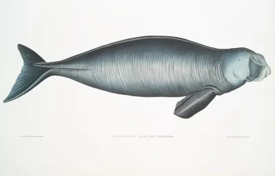 Indian Dugong Halicora Dugung