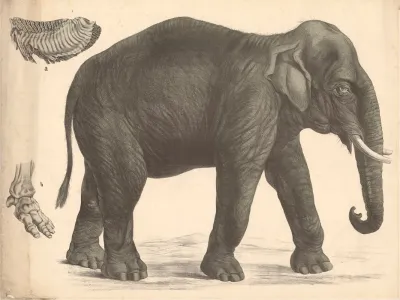 Indian Elephant 2