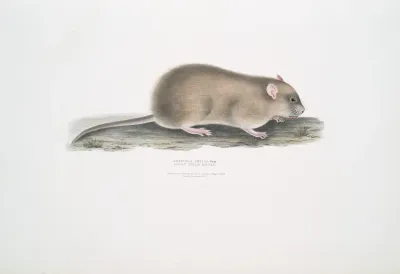 Indian Field Mouse Arvicola Indica