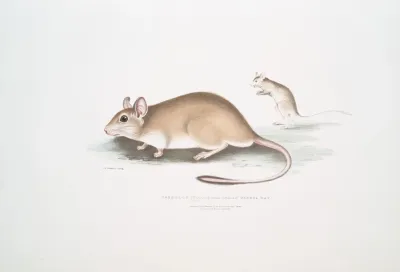 Indian Gerboa Rat Gerbillus Indicus