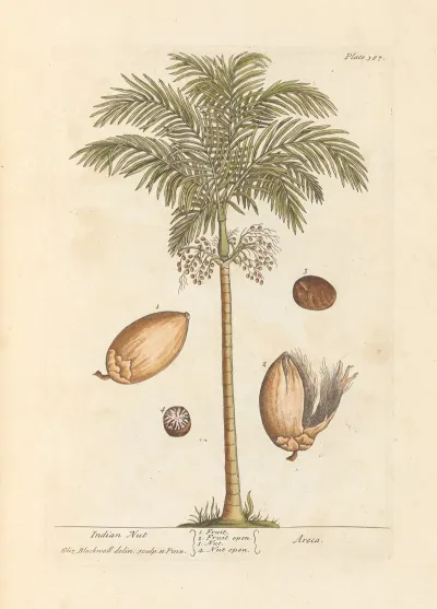 Indian Nut