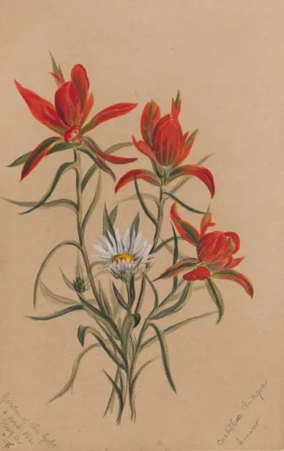 Indian Paintbrush Castilleja Rhexifolia