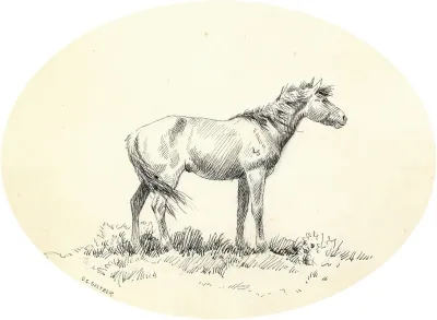 Indian Pony
