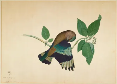 Indian Roller On Sandlewood Branch