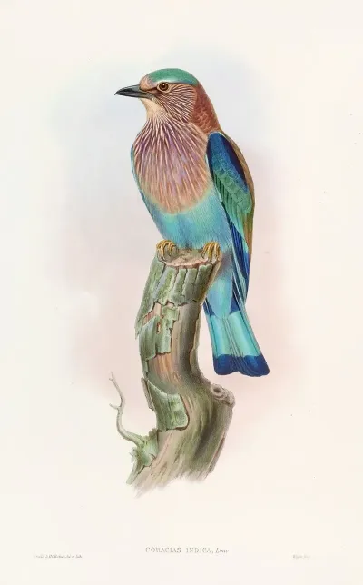 Indian Roller