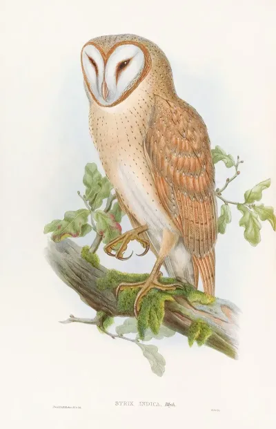 Indian Screech Owl