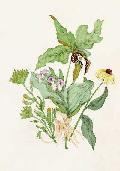 Indian Turnip Showy Orchis Painted Cup Scarlet Cup Cone Flower