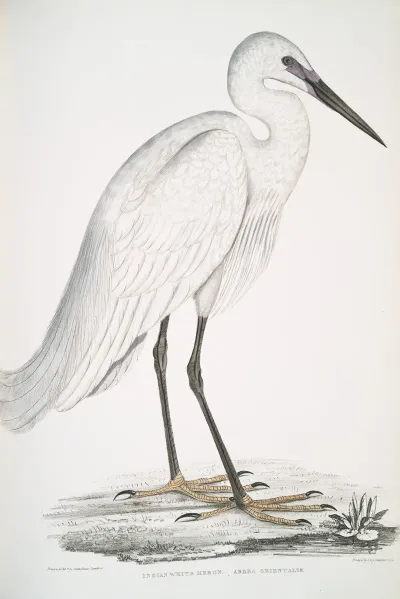Indian White Heron Ardea Orientalis