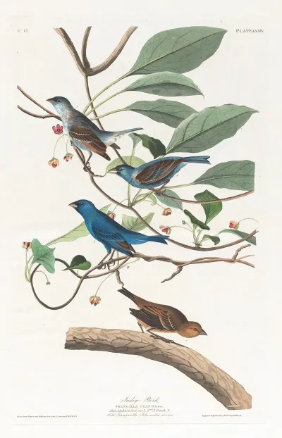Indigo Bird