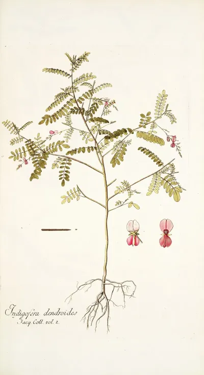 Indigofera Dendroides