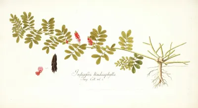 Indigofera Hendecaphylla