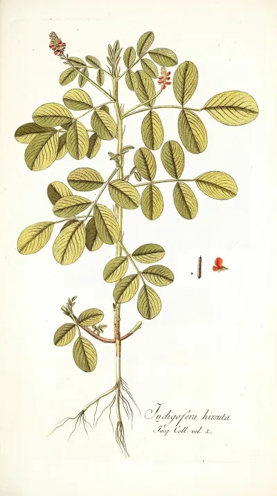 Indigofera Hirsuta