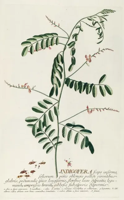 Indigofera Iii