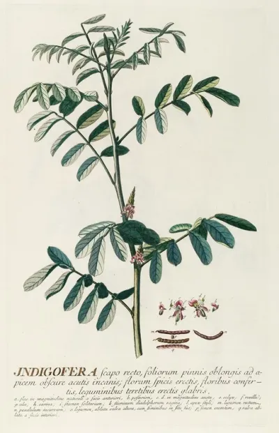 Indigofera