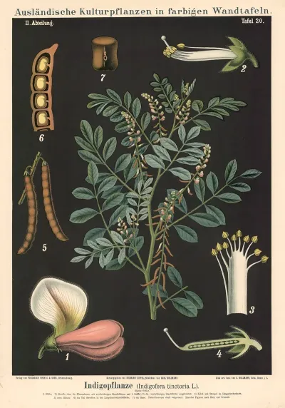 Indigopflanze Indigofera Tinctoria L