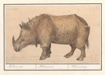 Indische Neushoorn Rhinoceros Unicornis Rhinocerus Rhinoceros Rhinoceros 2
