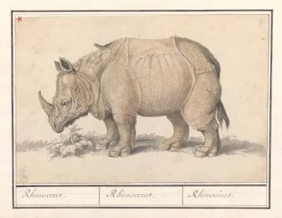 Indische Neushoorn Rhinoceros Unicornis Rhinocerus Rhinoceros Rhinoceros