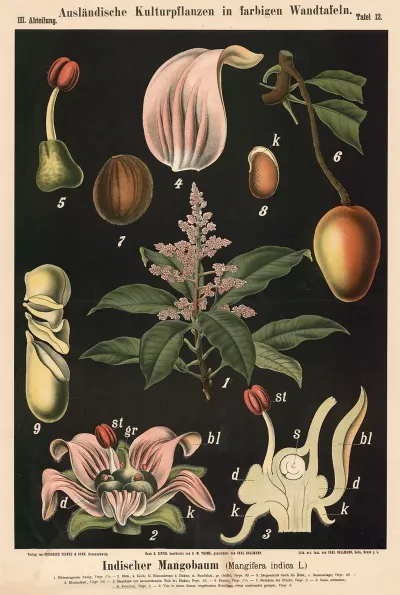 Indischer Mangobaum Mangifera Indica L