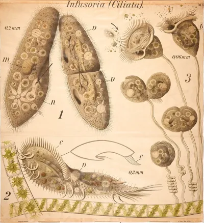 Infusoria