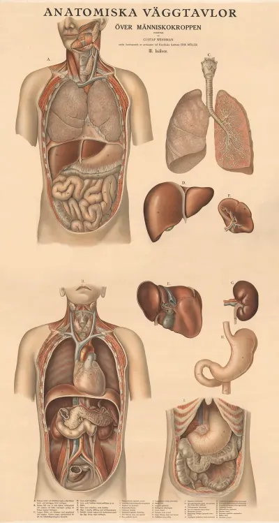 Inner Organs