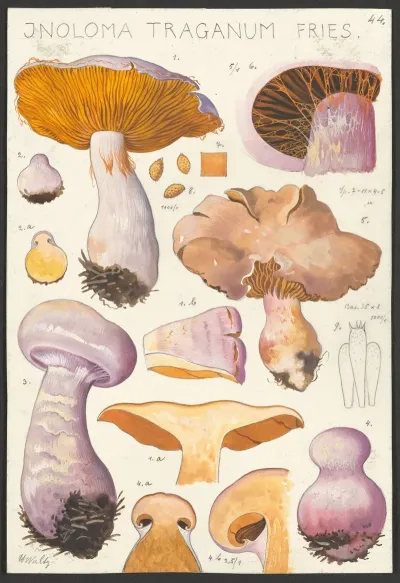 Inoloma Traganum Fries 2