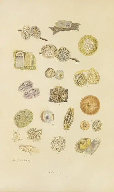 Insect Eggs