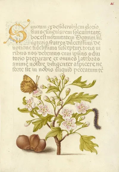Insect English Hawthorn Caterpillar And European Filbert