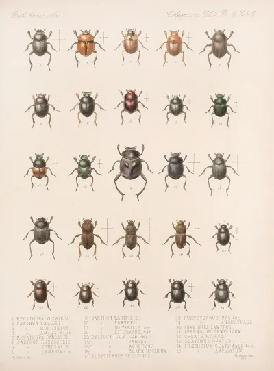 Insecta Coleoptera Pl 002
