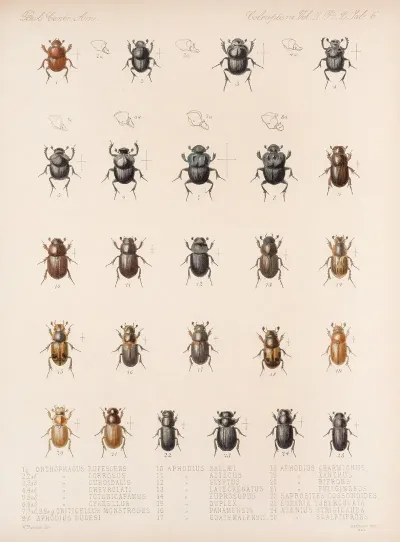 Insecta Coleoptera Pl 006