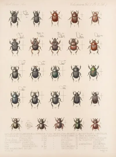 Insecta Coleoptera Pl 007