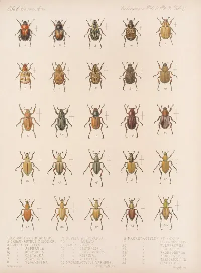 Insecta Coleoptera Pl 008