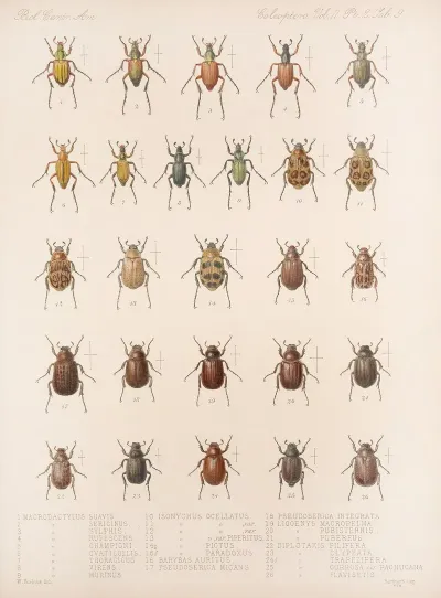 Insecta Coleoptera Pl 009