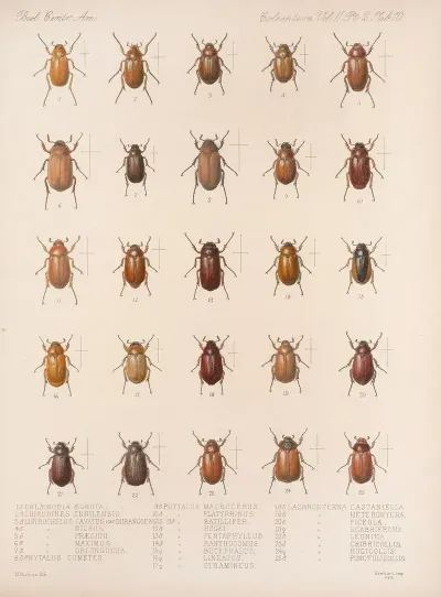 Insecta Coleoptera Pl 010
