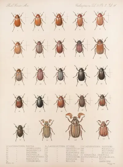 Insecta Coleoptera Pl 011