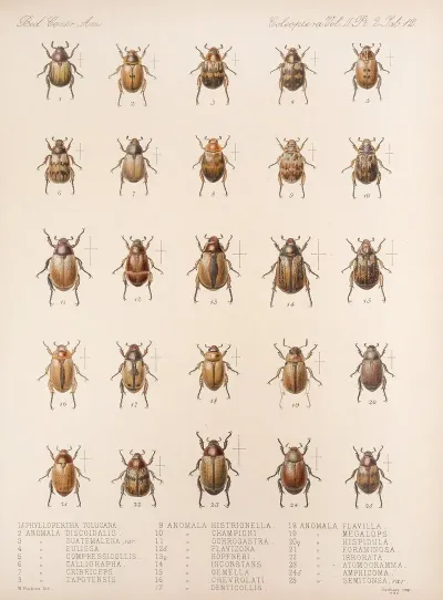 Insecta Coleoptera Pl 012