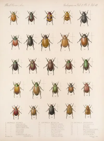Insecta Coleoptera Pl 013