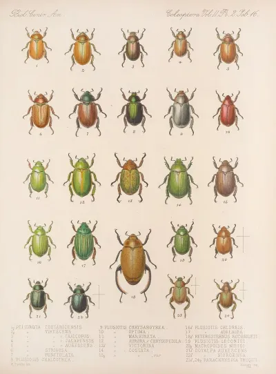 Insecta Coleoptera Pl 016