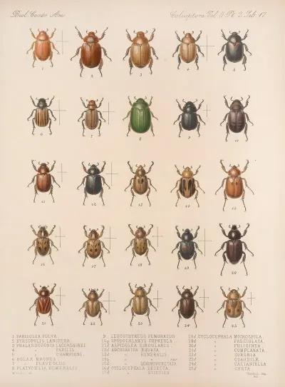 Insecta Coleoptera Pl 017
