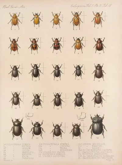 Insecta Coleoptera Pl 018
