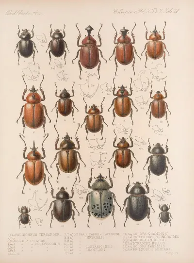 Insecta Coleoptera Pl 020