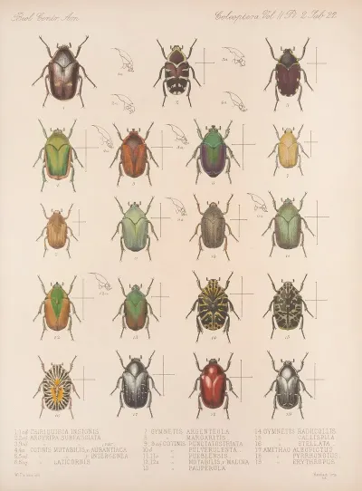 Insecta Coleoptera Pl 022