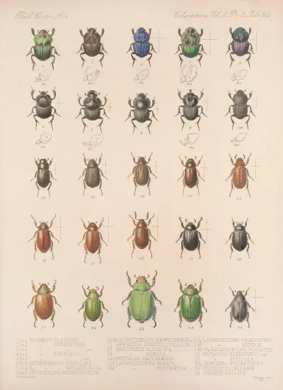 Insecta Coleoptera Pl 024