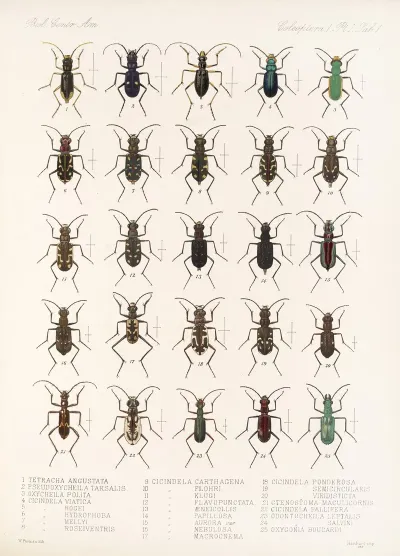 Insecta Coleoptera Pl 025