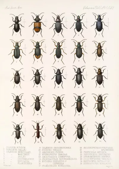 Insecta Coleoptera Pl 027