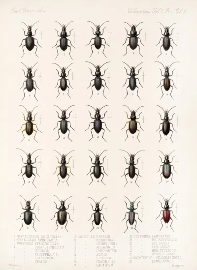 Insecta Coleoptera Pl 029
